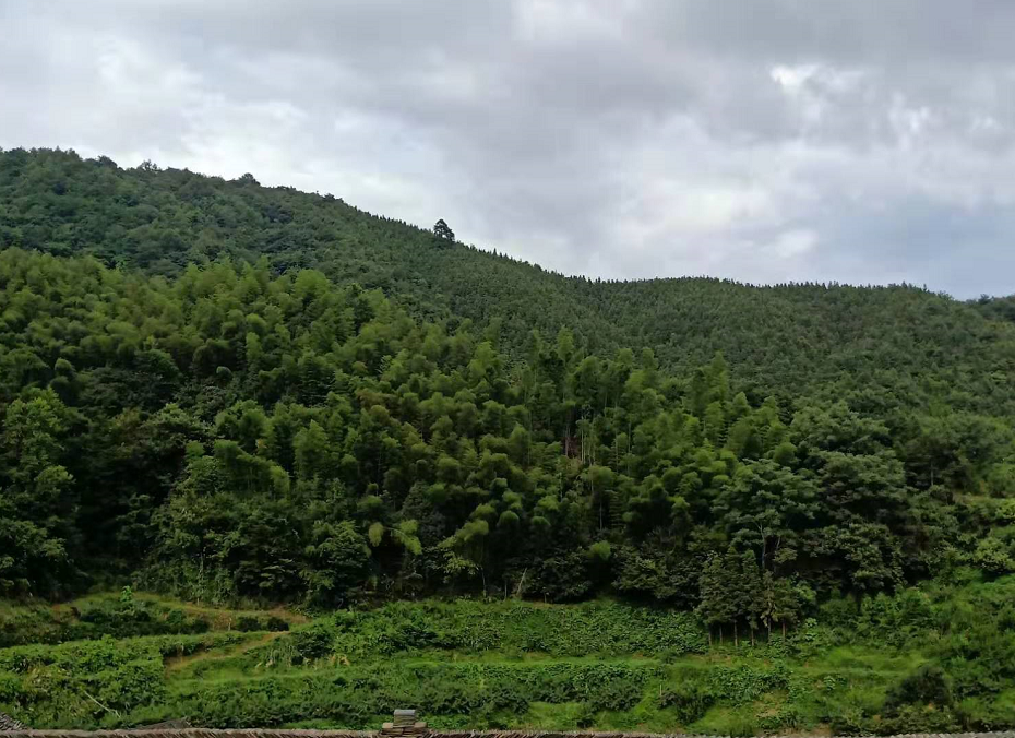 黔陽瞐安江松林基地 黔陽瞐安江松林基地